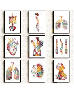 Quadro decorativo anatomia humana músculos Conjunto de Quadros anatomia humana músculos
