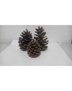 12 Pinhas naturais natal