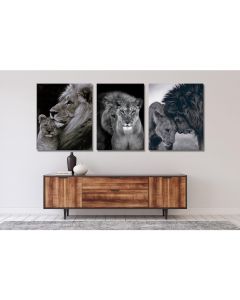 Quadro Decorativo Leão Amimais  , decoração casa Quadro Decorativo Leão rei tamanho grande