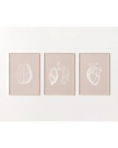 Quadro Decorativo Anatomia Humana, decoração casa Quadro Decorativo rosa, branco, cerebron pulmão