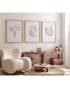 Quadro Decorativo Anatomia Humana, decoração casa Quadro Decorativo,  utero, feto, consultorio