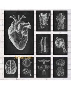 Quadro decorativo Anatomia humana 20x30